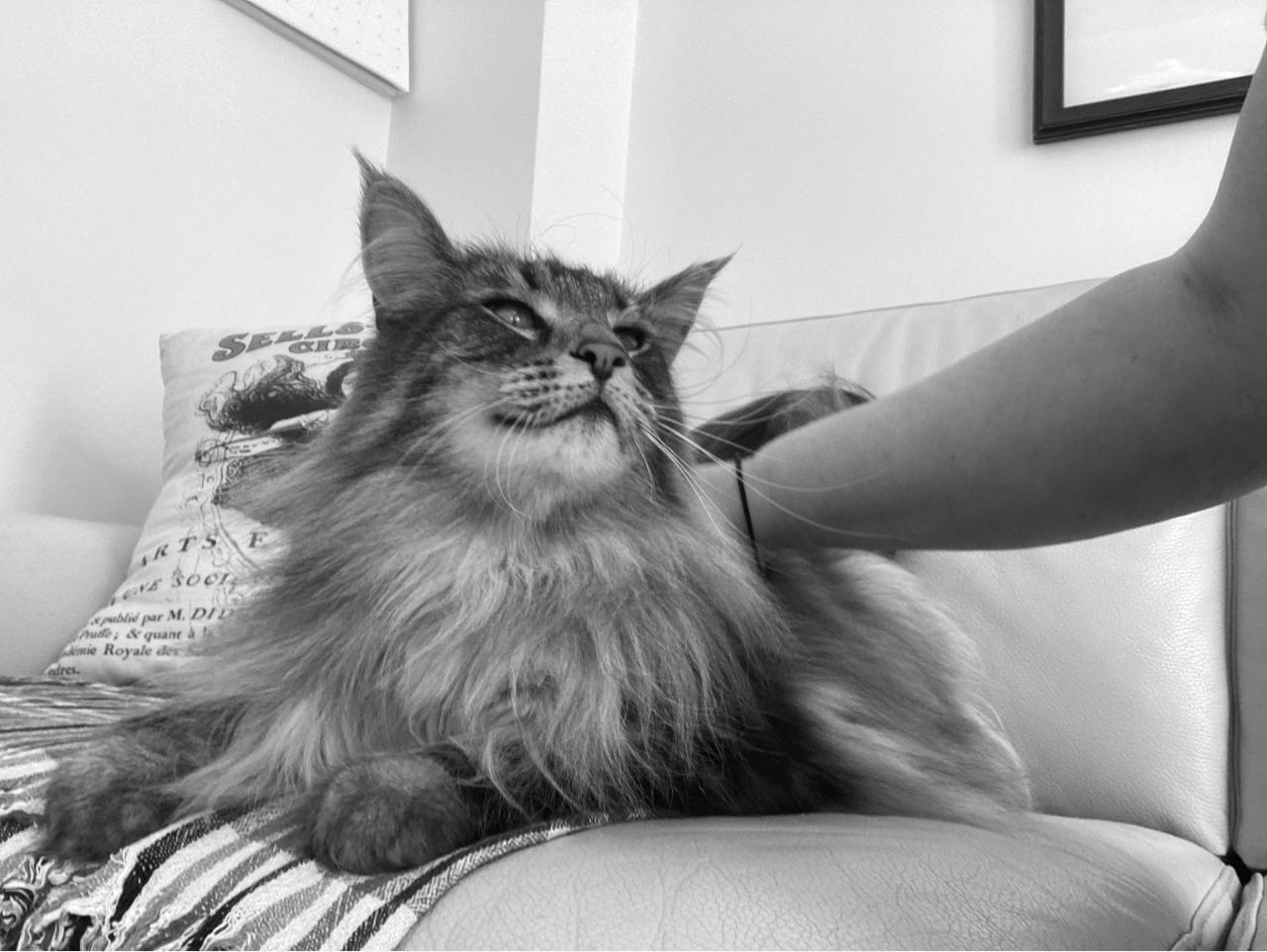 A moment of comfort and care beyond human relationships