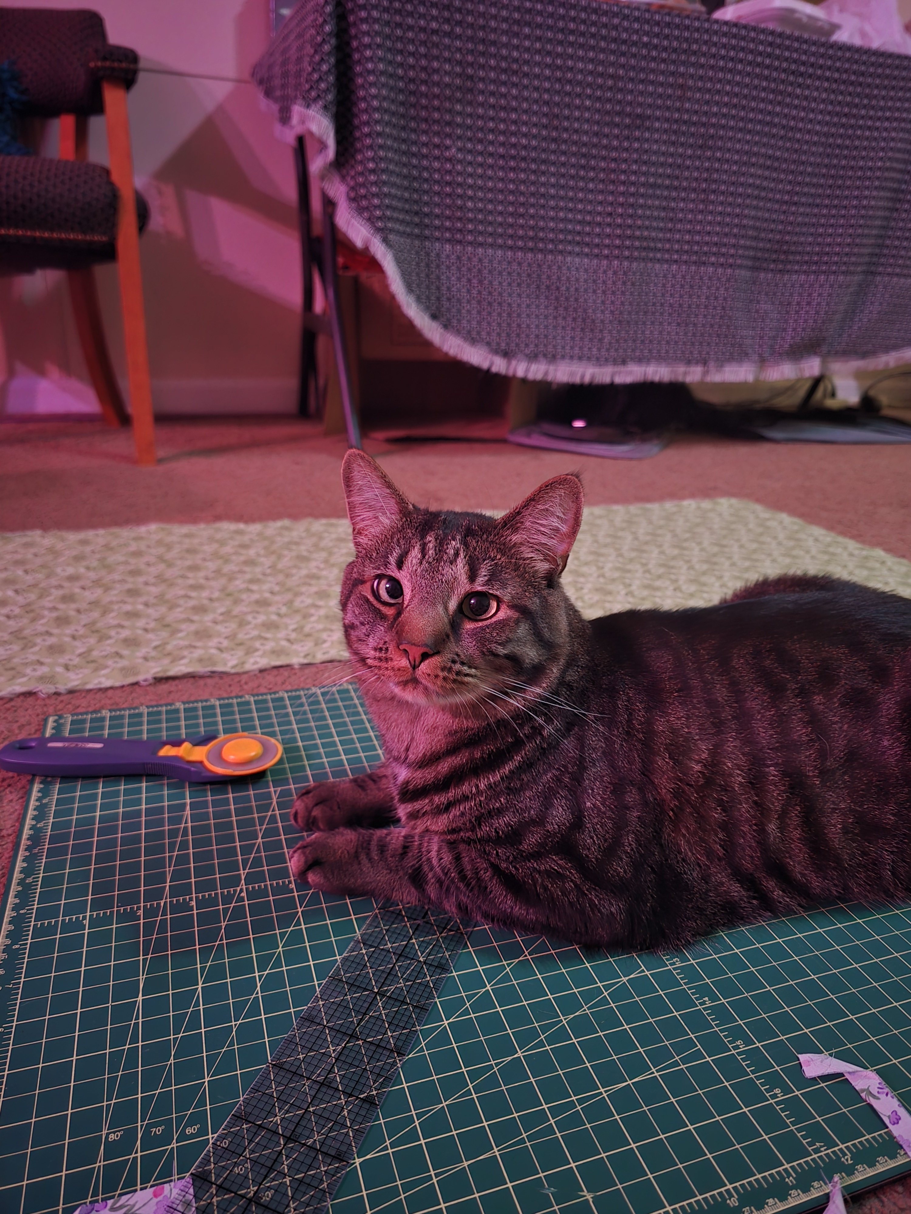 Friends learning to quilt together with a cat assistant