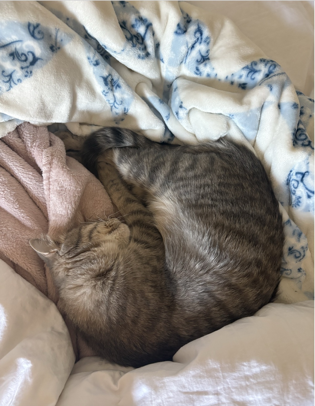 Misty, a rescued shelter animal now content and comfortable